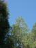 Tree on cliff