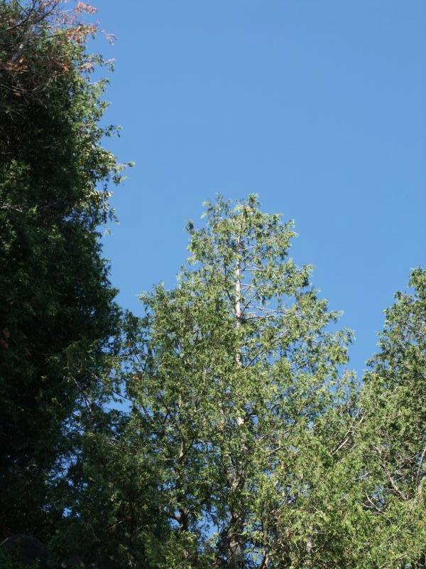 Tree on cliff