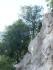 Tree on cliff