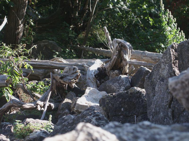 Dead tree and rubble