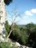 Tree at cliff
