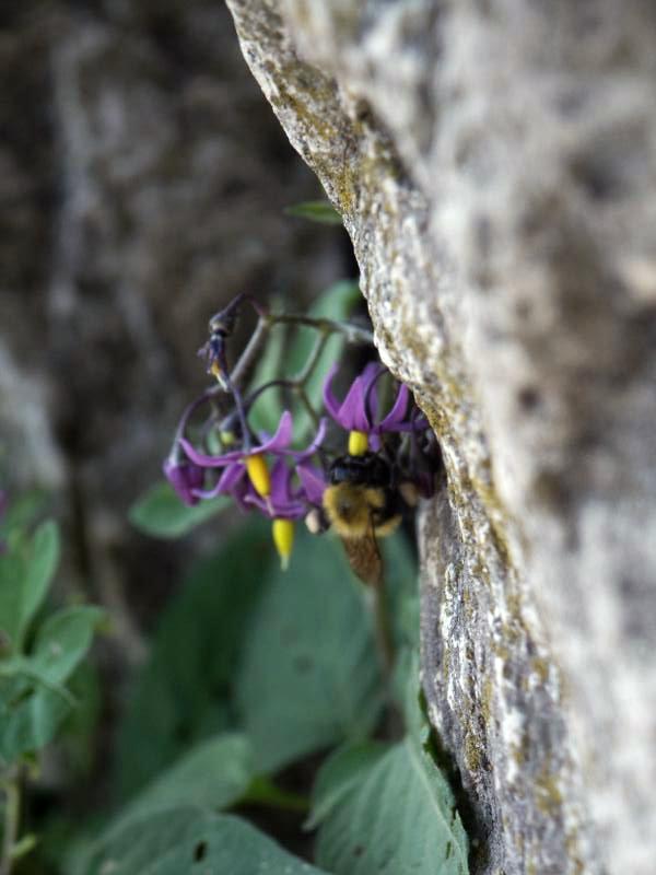 Flowers with Bee