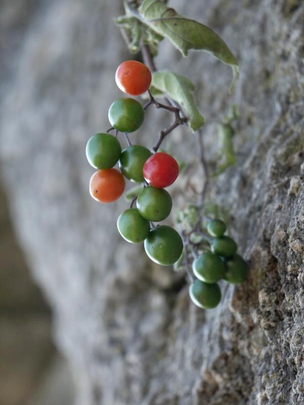 Berries