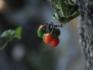Berries