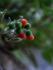 Berries