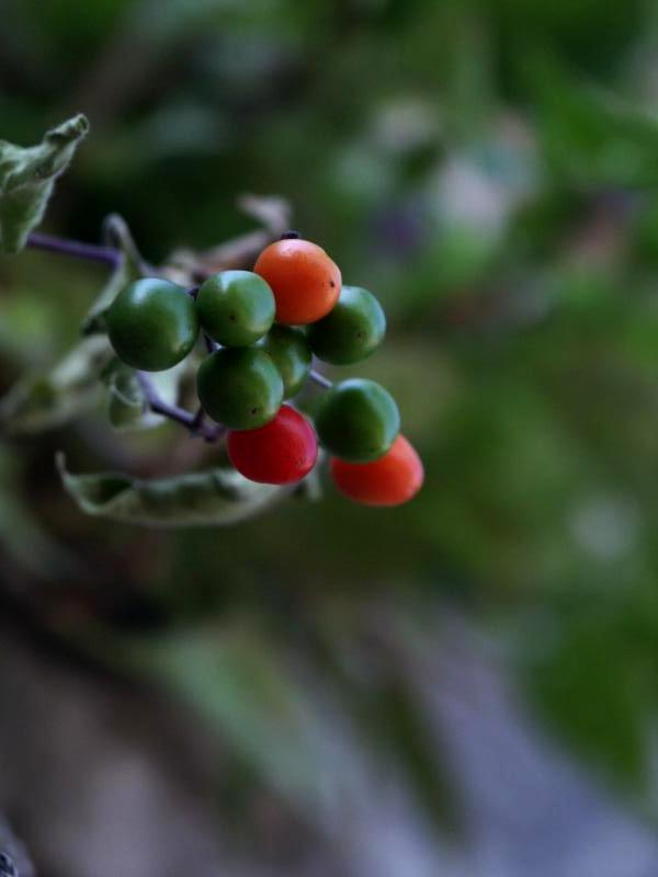 Berries