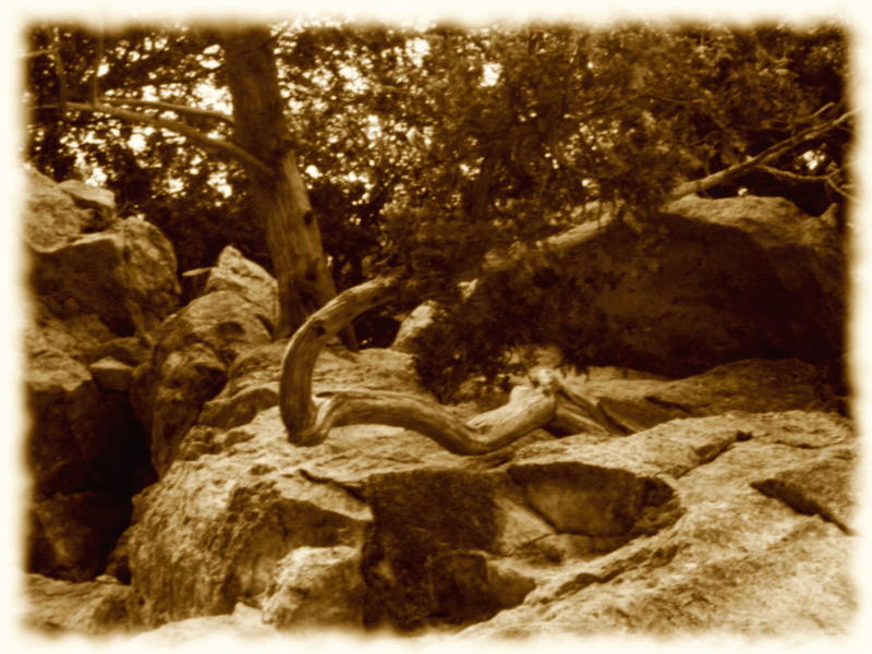 Mangled tree on cliff