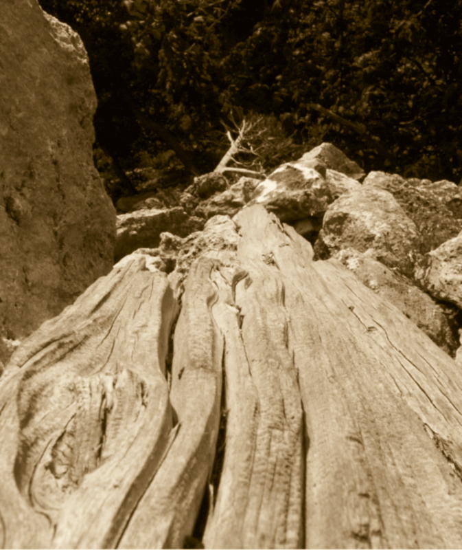 Weathered wood