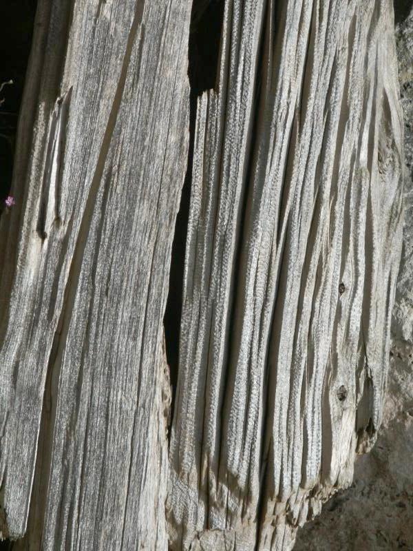 Weathered wood