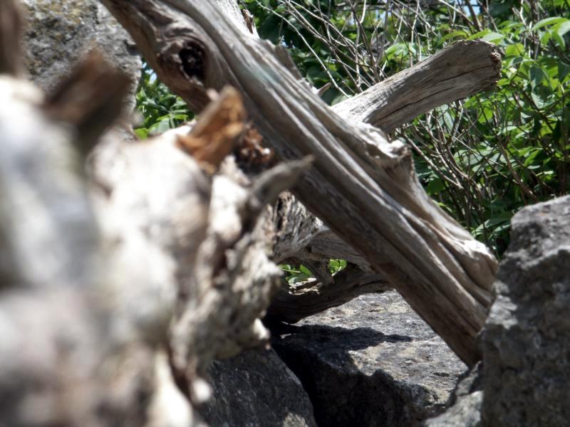 Dead tree