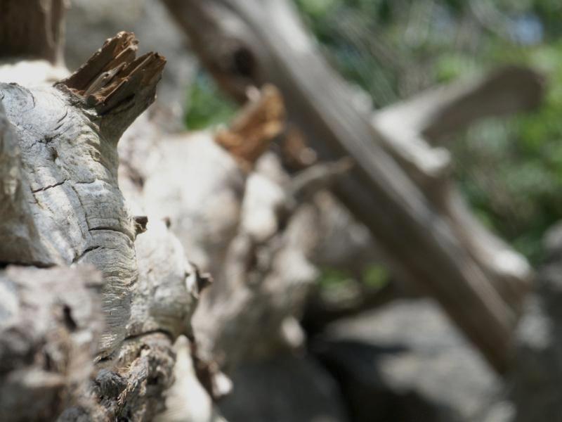 Dead tree
