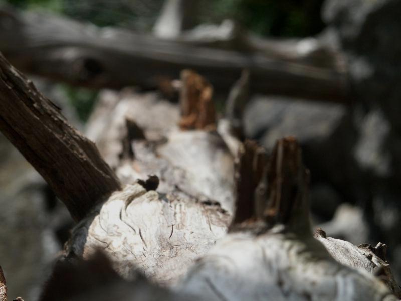 Dead tree