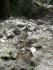 Small stream flowing from spring
