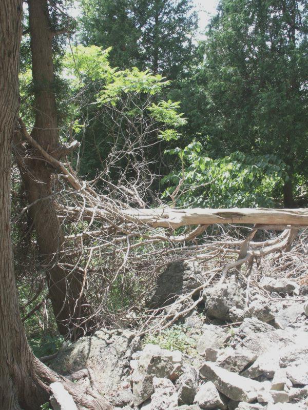 Dead tree