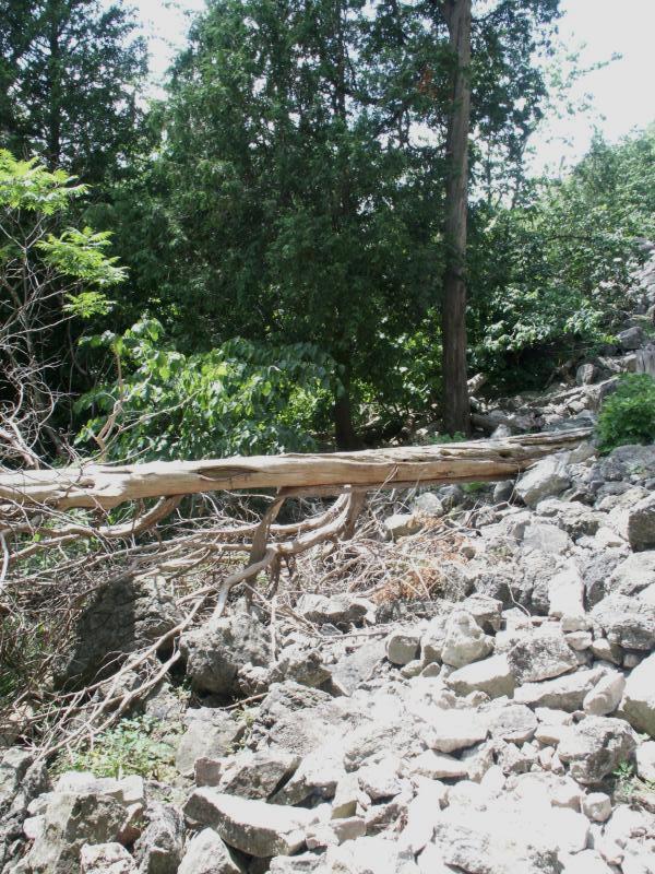 Dead tree