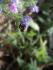 Flowers and bee
