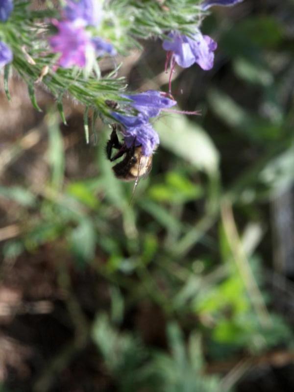 Flowers and bee