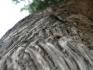 Cedar bark