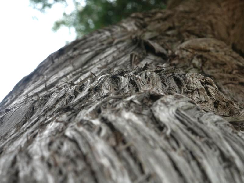 Cedar bark