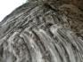 Cedar bark
