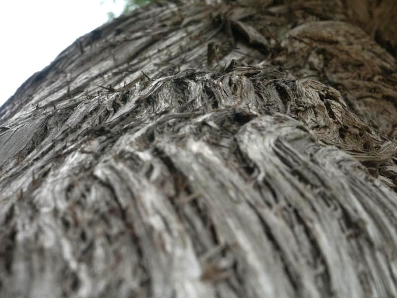 Cedar bark