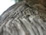 Cedar bark
