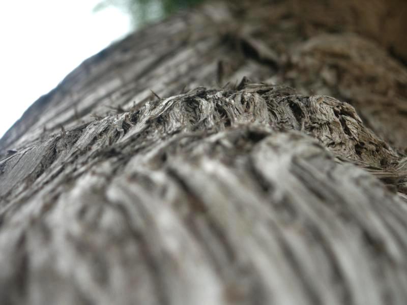 Cedar bark