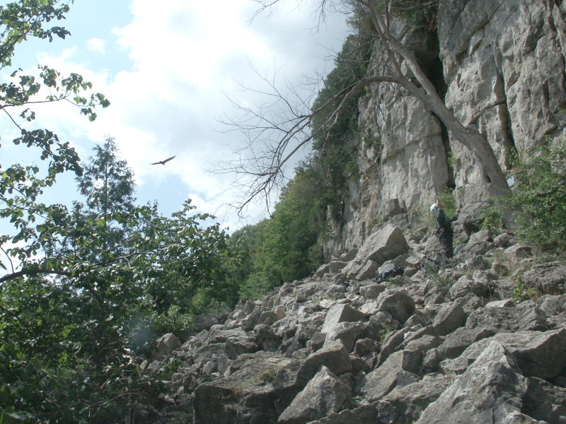 Falcon and cliff