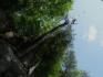 Dead tree on cliff