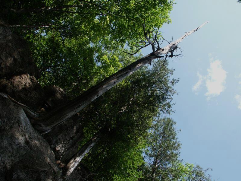Dead tree on cliff