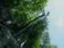 Dead tree on cliff