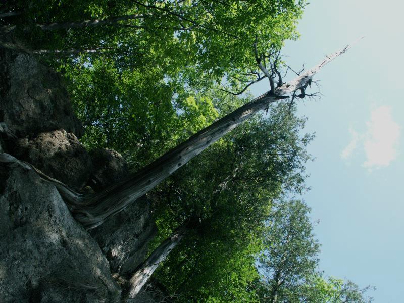 Dead tree on cliff