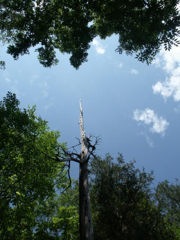 Dead tree on cliff