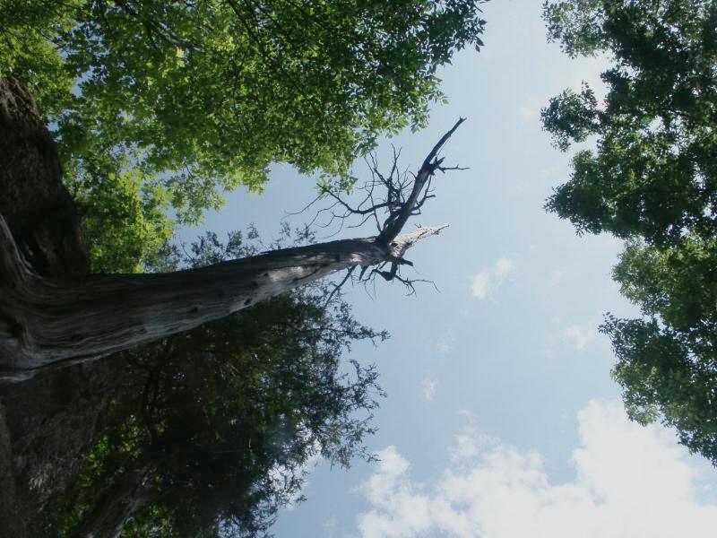 Dead tree on cliff