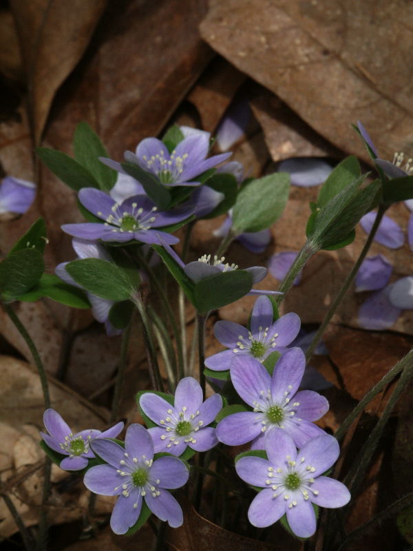pict2264