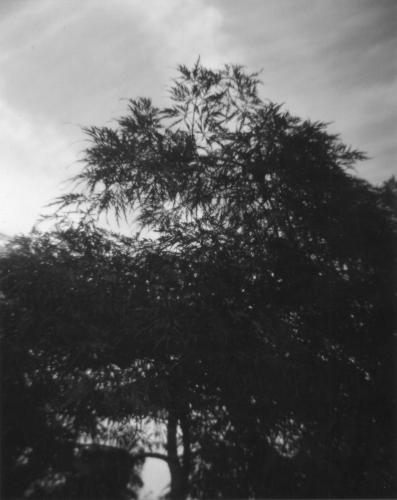 Japanese Maple