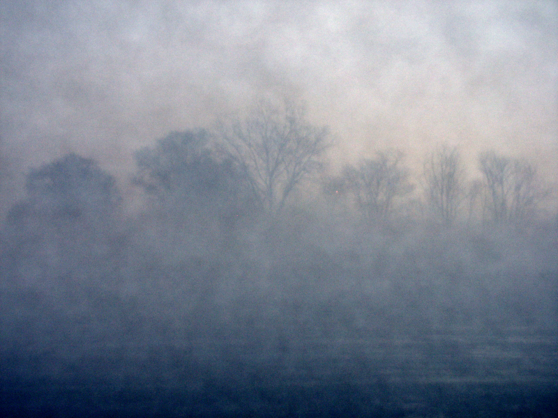 Foggy Night