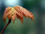Pinckney Leaf