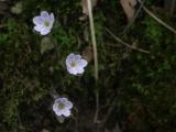 Pinckney Flowers