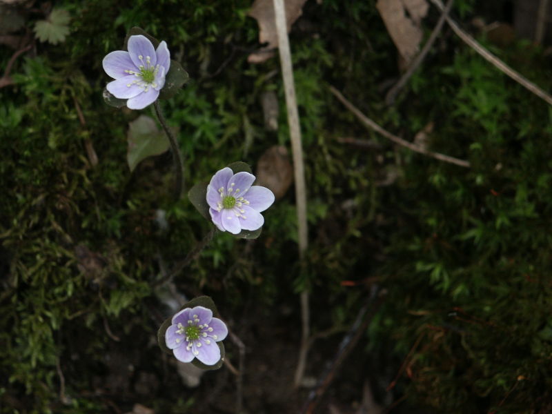 Pinckney Flowers
