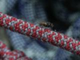 Seneca Rope Fly