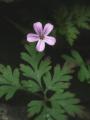 Rattlesnake Flower