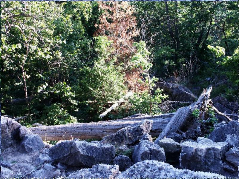 Rattlesnake Debris