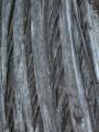 Rattlesnake Cedar 1