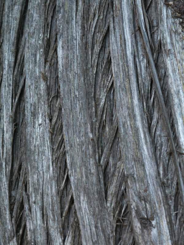 Rattlesnake Cedar 1