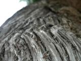Rattlesnake Cedar 2
