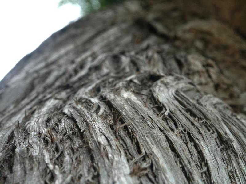 Rattlesnake Cedar 2