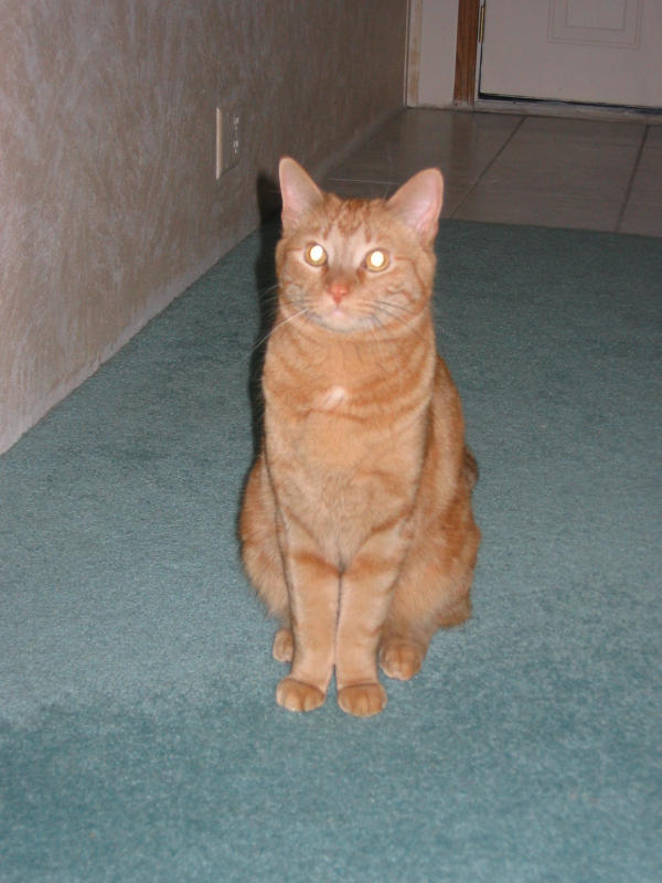 Cica (Booger)