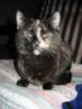 Cica #2 (Harley)